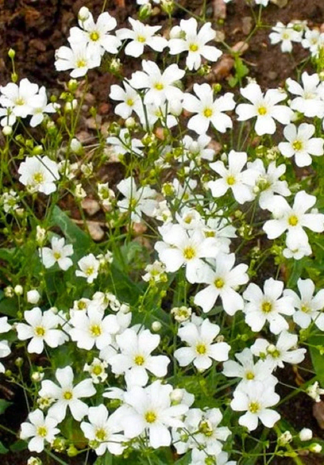 Baby's Breath Seeds - 500+ Seeds - White Flowers - Gypsophila paniculata - Ideal for Gardens & Bouquets