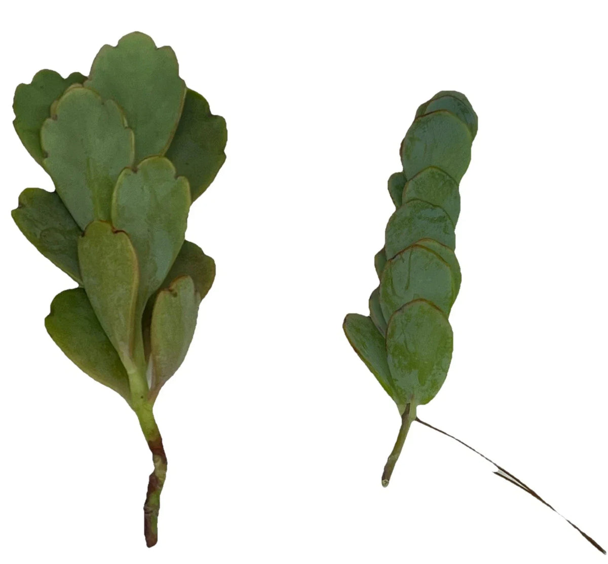 Unrooted Kalanchoe Cuttings 4-6” Marnier's Lavender Succulent Kalanchoe luciae for Indoor Gardening & Propagation