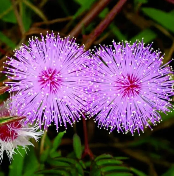 Mimosa Flower Seeds 100+ Annual Wildflower Pink Fluffy Flowers Mimosa pudica
