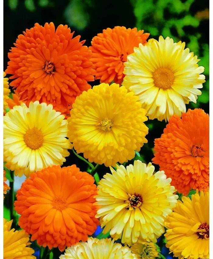 Calendula Seeds Mix - Pacific Beauty Pot Marigold - Various Colors - Calendula officinalis - Easy to Grow for Gardeners