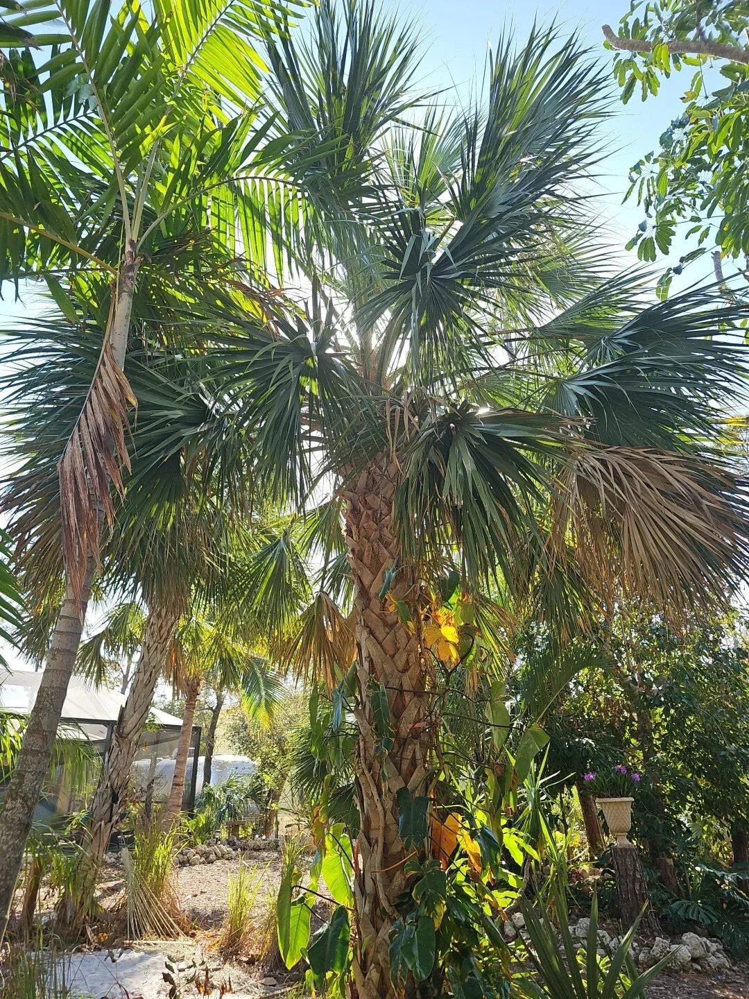 2pc Live Sabal Texas Palmetto Palm Seedlings, Cabbage Palm (Sabal mexicana), Florida Grown, Tropical Garden Plants