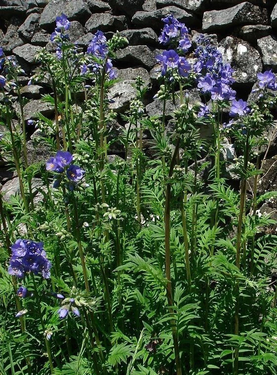 Polemonium Seeds - 15 Seeds - Towering Jacob's Ladder 'Blue Master' - Polemonium foliosissimum - Vibrant Blue Flowers