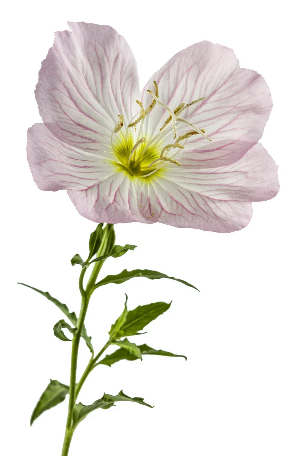 Pink Showy Evening Primrose Seeds 1500+ | Oenothera speciosa | Perennial Medicinal Herb Flower Seeds for Garden