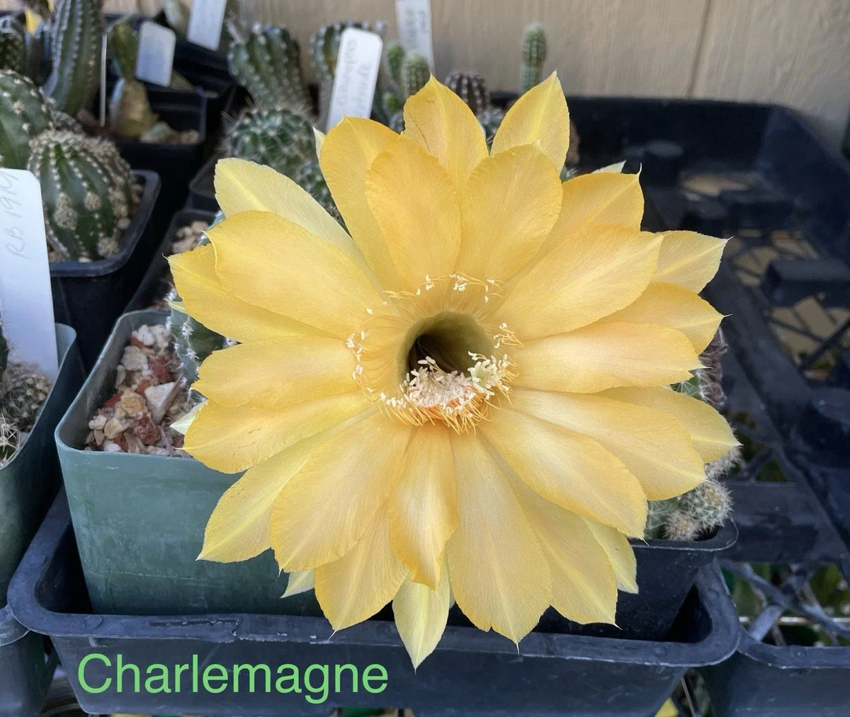 Echinopsis Schick Hybrids Cactus Plant - Rooted Succulent - Charlemagne - Echinopsis spp. - Colorful Blooms for Indoor/Outdoor Gardening