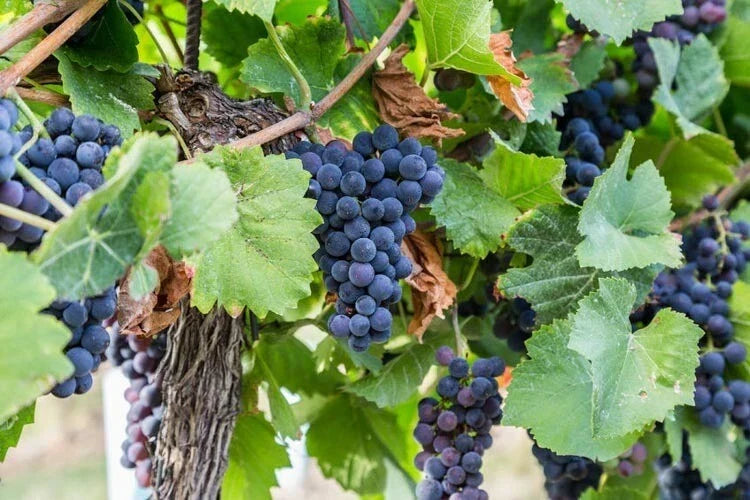 Concord Grape Seeds - 20 Organic Seeds - High Yield Vitis labrusca - Sweet Flavor for Juicing & Winemaking
