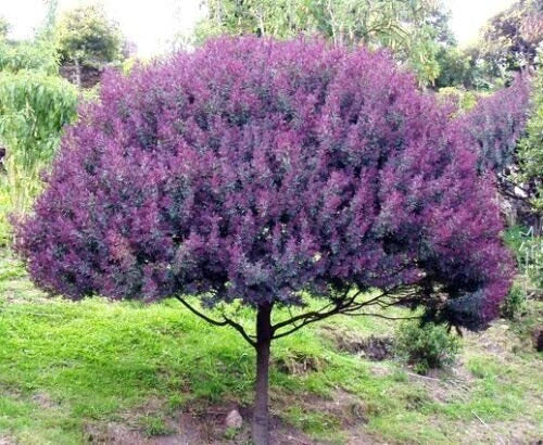 Mimosa Tree Seeds (30 Seeds) - Blue Leafed Variety, Acacia baileyana Purpure, Ideal for Planting, Fast-Growing, Attracts Pollinators