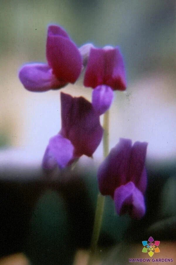 50+ Sweet Pea Seeds - Lathyrus polyphyllus Perennial Flower Seeds - Colorful Climbing Vine for Garden