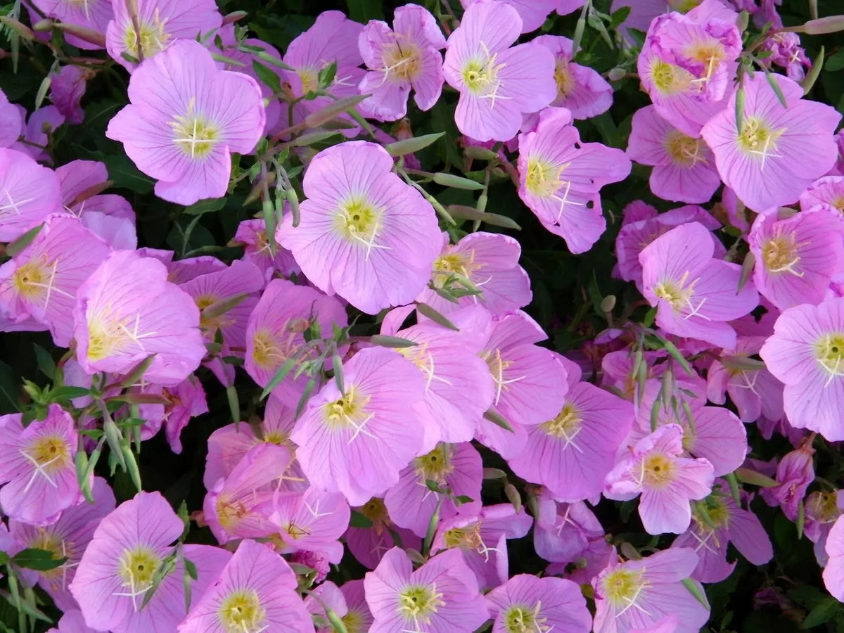 Evening Primrose Seeds - 200+ Pink Oenothera biennis - Non-GMO Perennial for Garden Borders & Pollinator Attraction