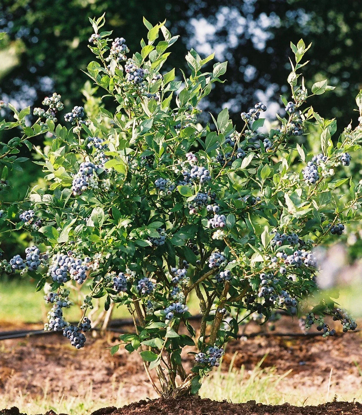 Mini Blues Blueberry Bush - 1 QT Live Plant in Fabric Grow Bag - Vaccinium corymbosum - Sweet Blueberries for Small Gardens