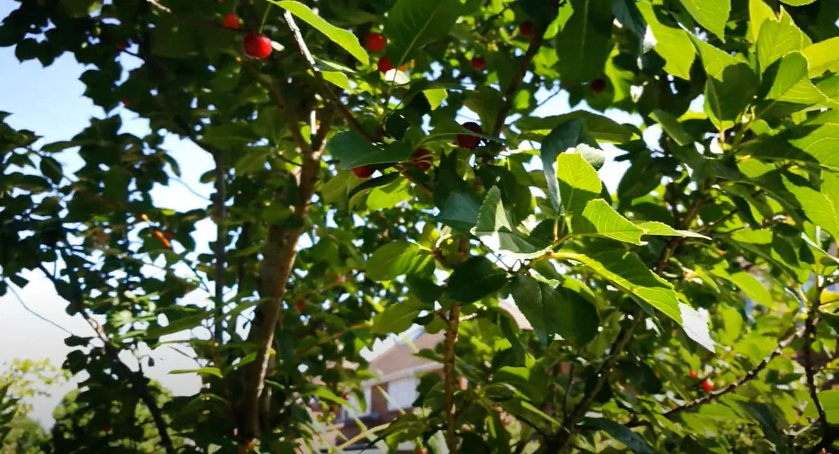 Stella Cherry Tree Cuttings - 8 Unrooted Cuttings - Prunus avium 'Stella' - Grow Your Own Sweet Cherries at Home