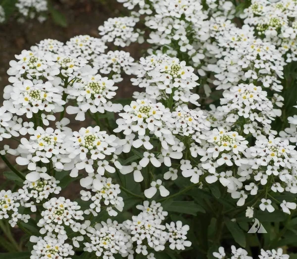 Candytuft Seeds 250+ Annual Empress Rocket Iberis amara - White to Lavender Flowers, USA Grown, Free Shipping