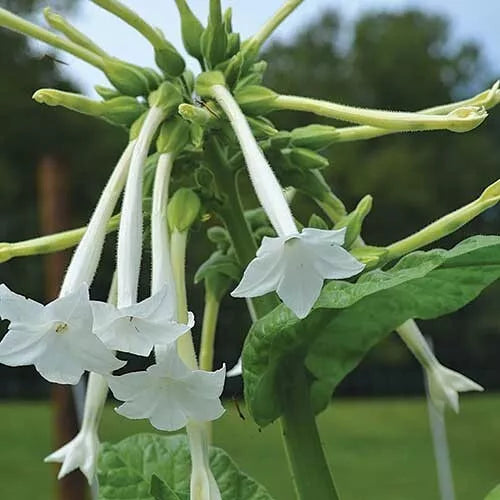 Tobacco Seed Collection - 5 Varieties Nicotiana Seeds Set for Gardening, Easy to Grow, Attracts Pollinators, Nicotiana spp.