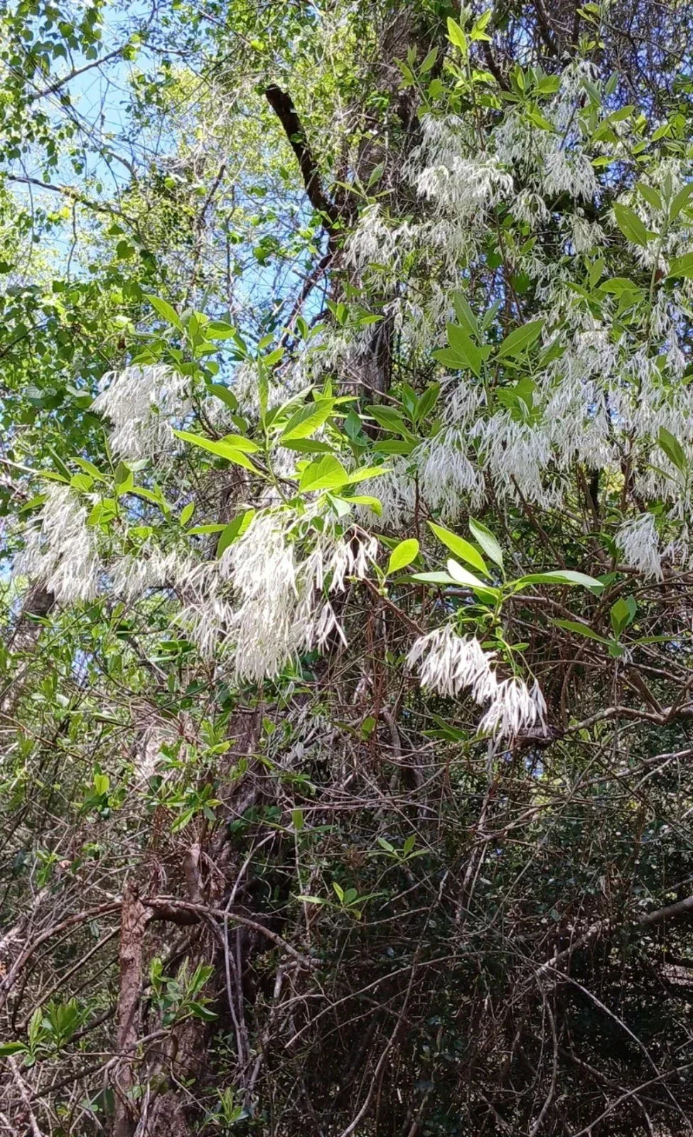 Fringe Tree Cuttings 5+ Rare Chionanthus Virginicus Live Plant - White Blooming Deciduous Tree for Garden Elegance