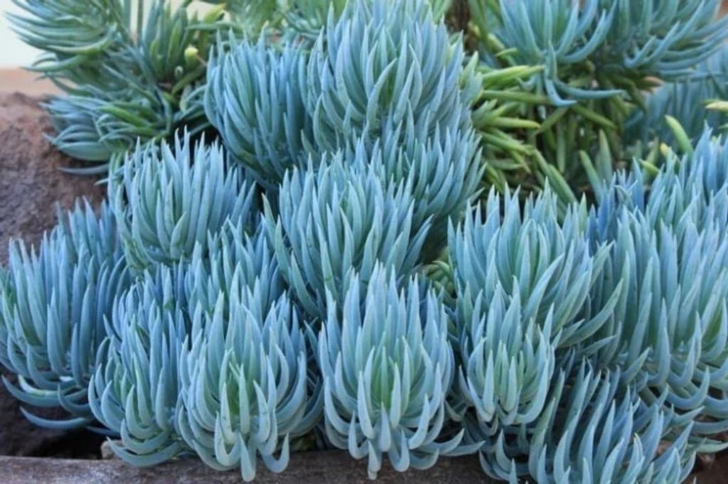 Blue Chalk Sticks Succulent Cutting - Rare Live Plant - Senecio mandraliscae - Easy Care Indoor Outdoor Plant - 4-6 Inches