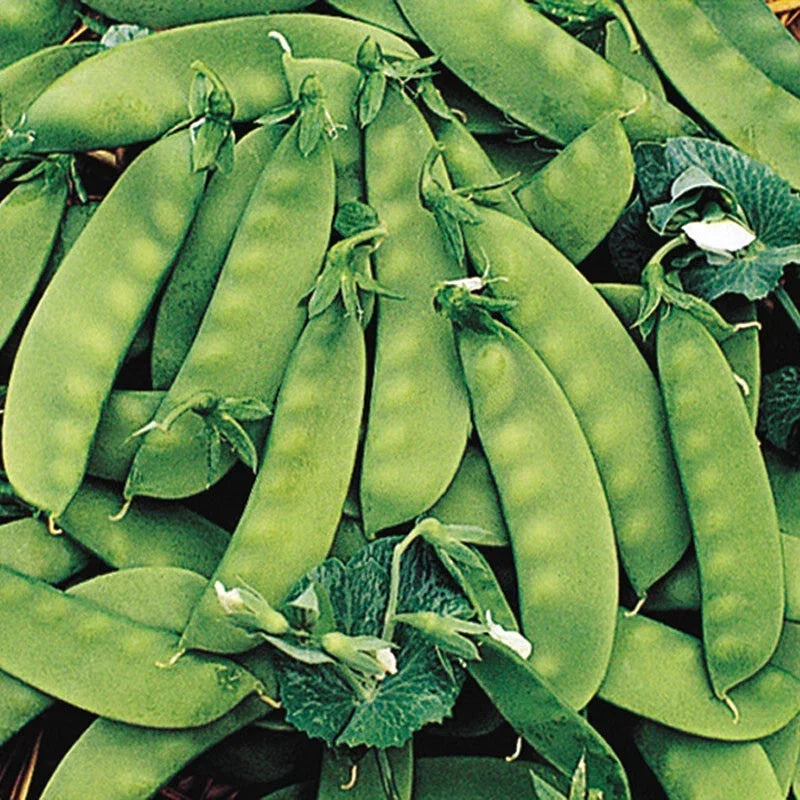 Oregon Sugar Pod II Peas Seeds 8 Oz - Heirloom Non-GMO Snow Pea (Pisum sativum) for Home Garden, High Yield, Easy to Grow