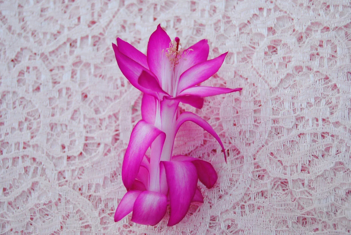 Christmas Cactus Starter Plant, Small, Proud Tina, Schlumbergera truncata, Healthy Well-Rooted Indoor Plant for Home Decor