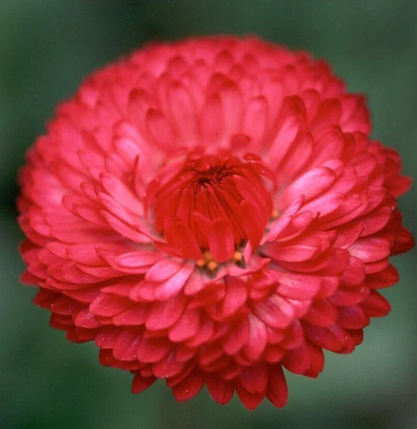 Red Cornflower Seeds - 200+ Tall Red Bachelor Button - Centaurea cyanus - Wildflower Garden Seeds - Free Shipping