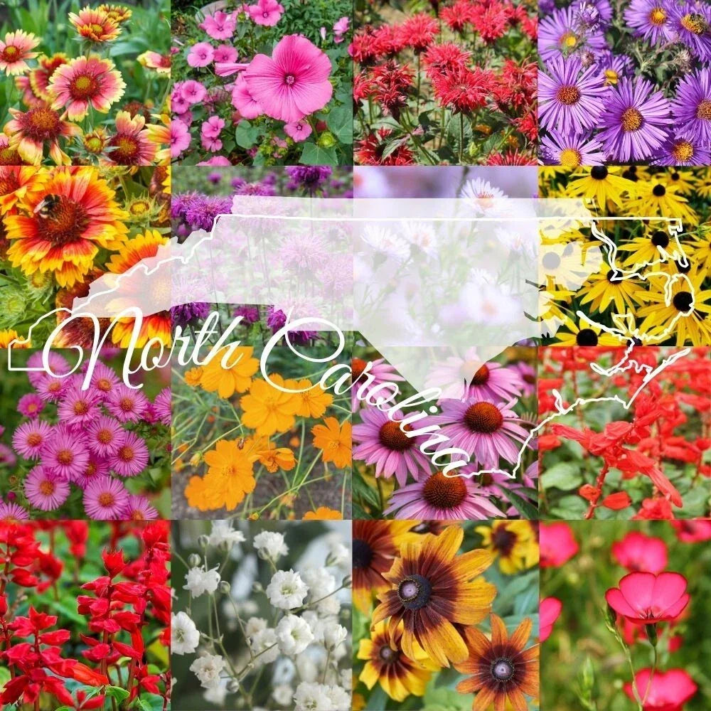 Wildflower Seed Mix 1 lb Bulk North Carolina Variety - Native Wildflowers Blend for Pollinators - Various Native Species
