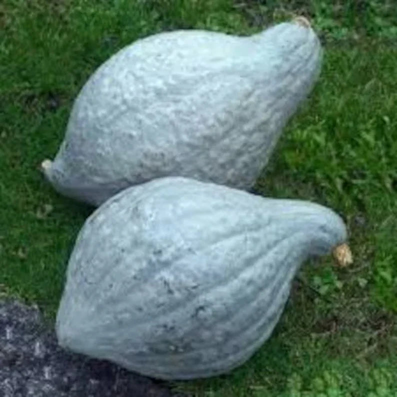 Organic Blue Hubbard Squash Seeds - 10 Seeds - Cucurbita maxima - USA Grown, Non-GMO, Ideal for Home Garden