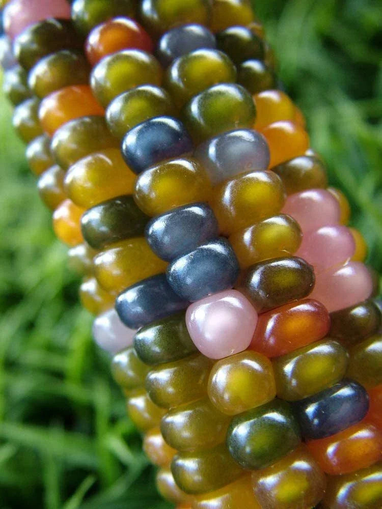 40 Glass Gem Indian Corn Seeds - Vibrant Translucent Zea mays everta for Planting - Ornamental Garden Decor