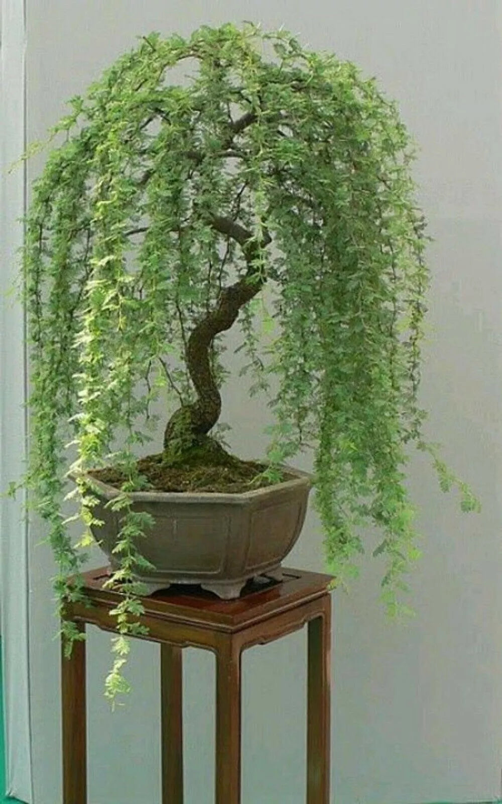 Bonsai Tree Cutting - Thick Trunk Green Weeping Willow - Salix babylonica - Indoor/Outdoor Plant