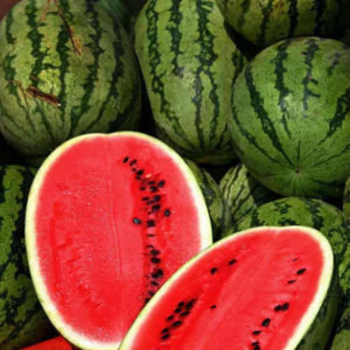 Cal Sweet Supreme Watermelon Seeds - 25+ Heirloom Non-GMO Fruit Seeds, Citrullus lanatus for Home Gardens