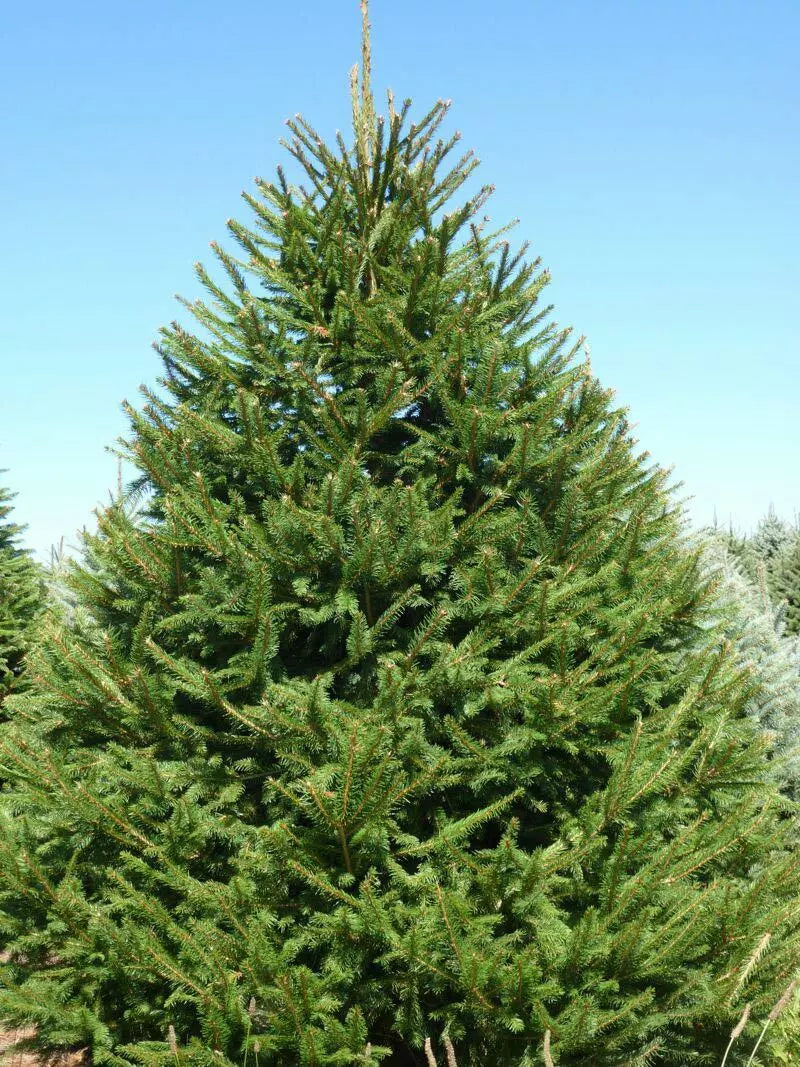 Norway Spruce Tree Live Plant 8-16 Inches Bare Root Picea abies - Evergreen, Drought Tolerant, Low Maintenance Garden Tree