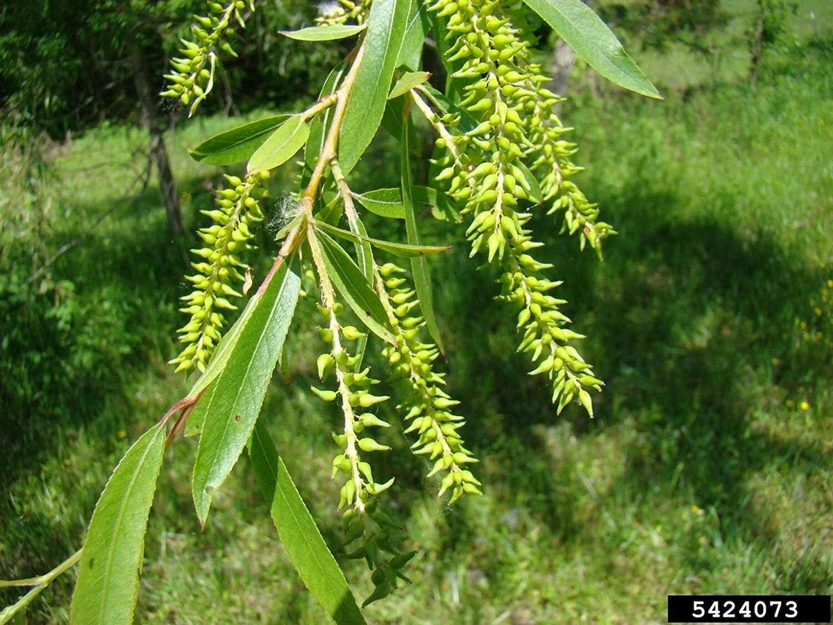 Black Willow Tree Cuttings - 2 Live Plants for Shade & Privacy - Salix nigra - Fast Growing & Low Maintenance