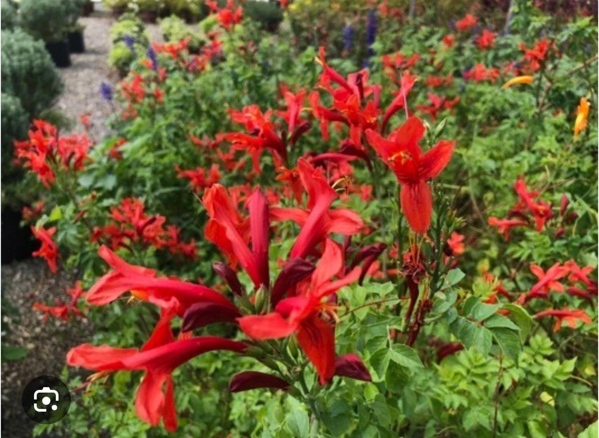 Cape Town Red Tecomaria Starter Plant - Small Rooted Hummingbird Attractant - Tecomaria capensis - Vibrant Red Blooms
