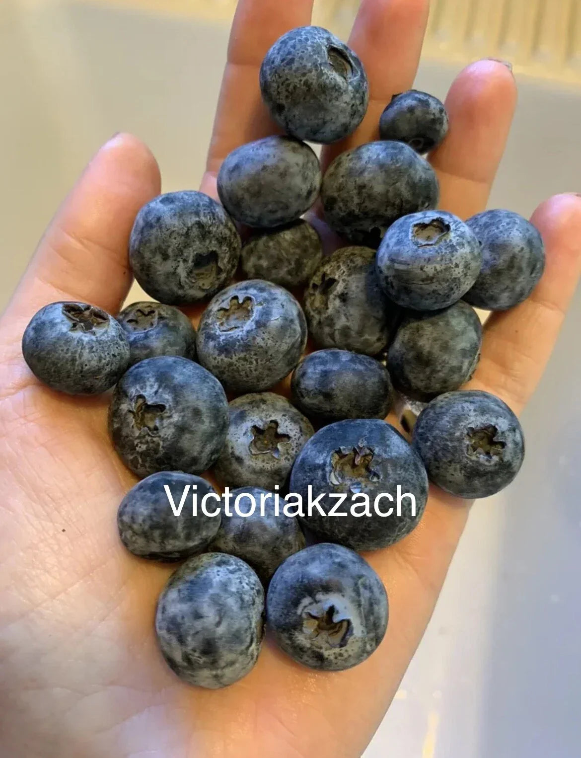 Organic Blueberry Seeds - Non-GMO Edible Garden Variety - Vaccinium corymbosum - Seed Packet (Approx. 20 Seeds)