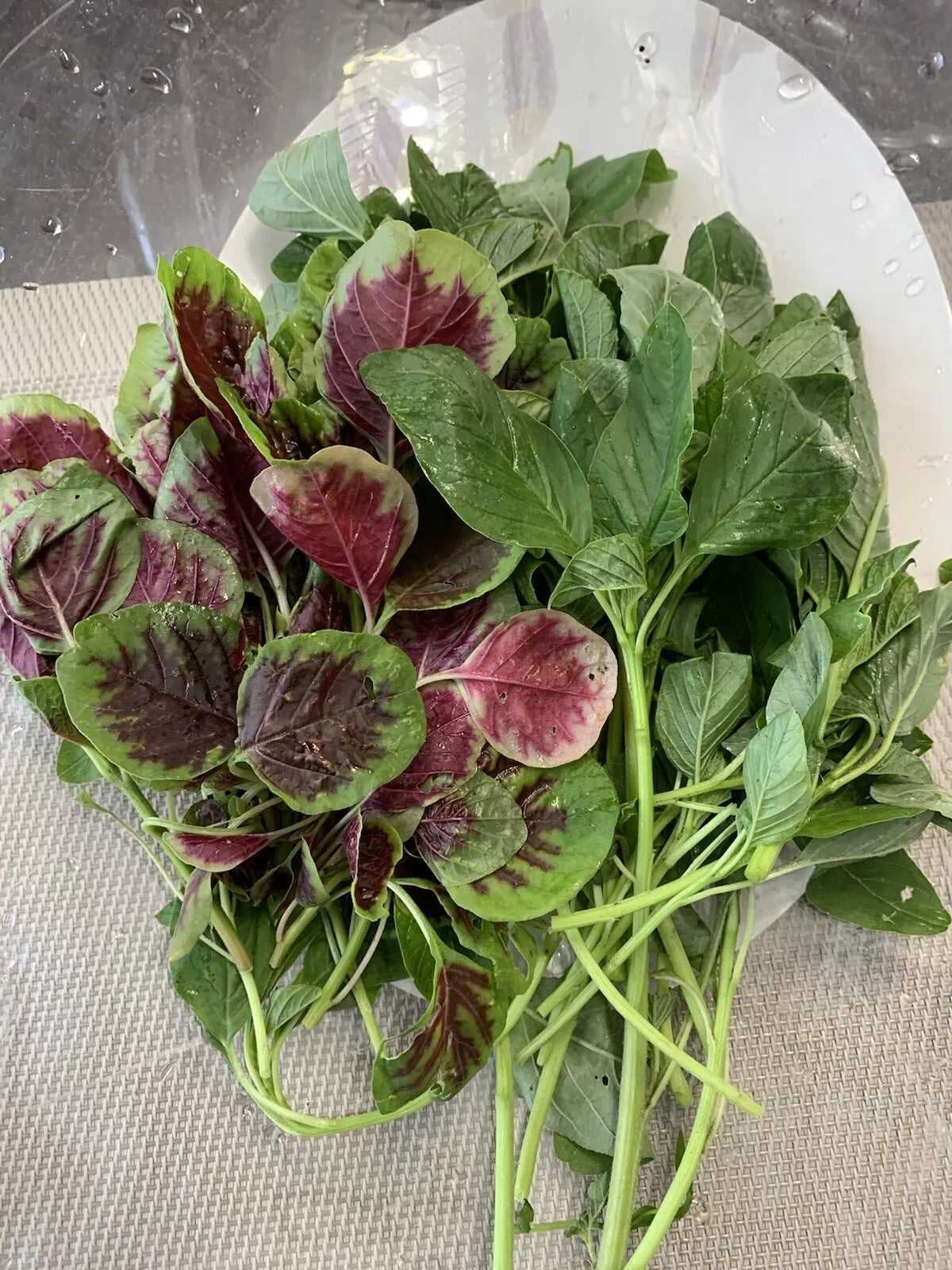 Amaranth Seeds 1000+ Mix, Green and Red Stripe, NON-GMO Edible Foliage (Amaranthus spp.) for Gardening and Cooking