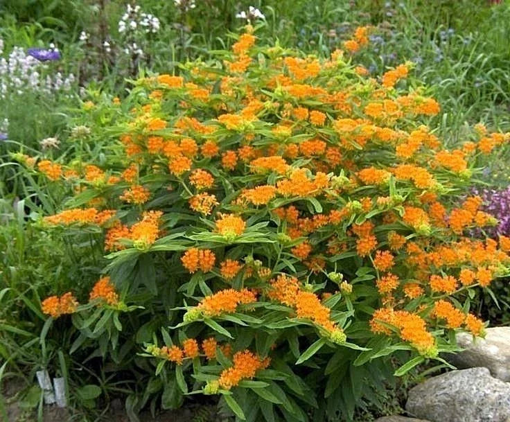 Orange Butterfly Weed Seeds - 50+ Native Wildflower Seeds for Container Garden - Asclepias tuberosa, Bright Orange Blooms