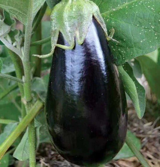 Florida Market Eggplant Seeds 50+ Pack, Purple Culinary Variety, Solanum melongena, Perfect for Asian Cuisine
