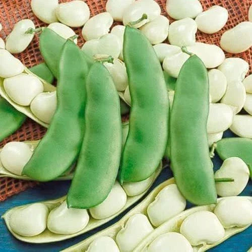 Lima Bean Seeds 75 Count - Fordhook 242 Variety - Organic, High-Yielding, Easy to Grow, Phaseolus lunatus