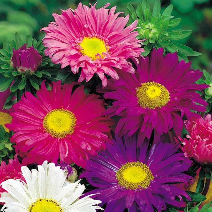 Aster Seeds - 200+ Pack - Colorful Single China Mix - Aster sinensis - Easy to Grow, Attracts Pollinators, USA Seller