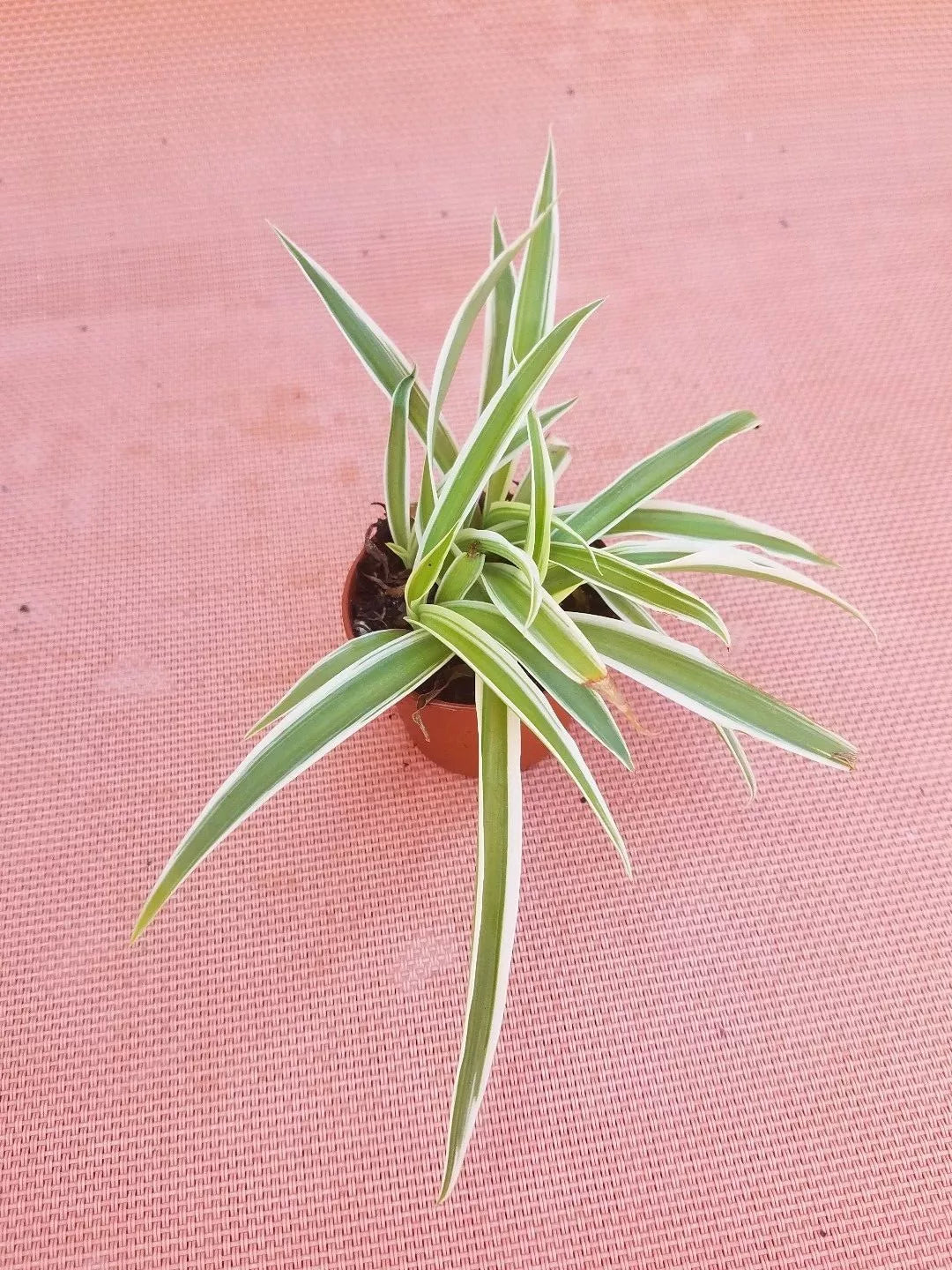 Live Spider Plant in 2" Pot - Air Purifying Houseplant - Easy Care Indoor Plant (Chlorophytum comosum)