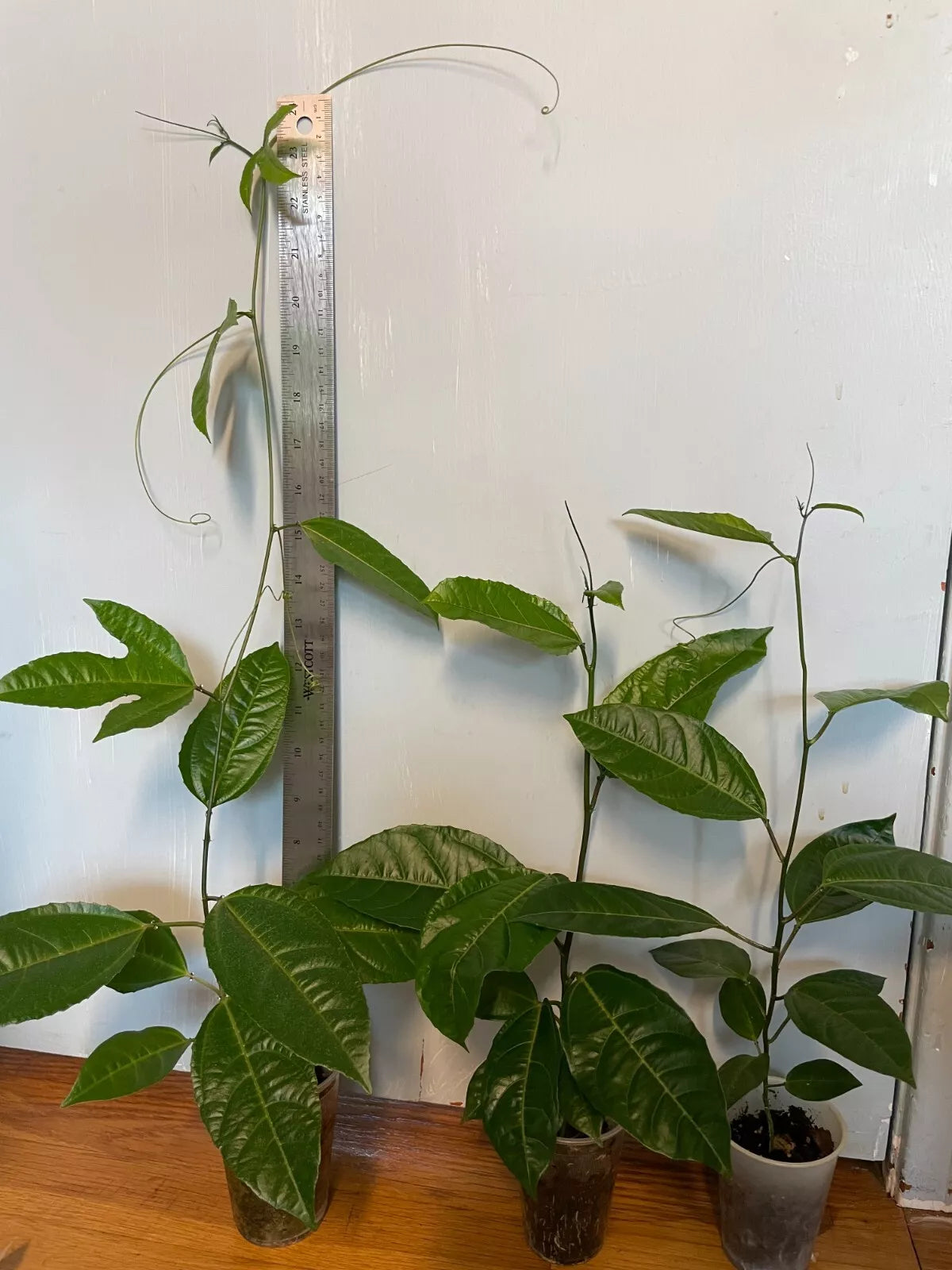 Purple Passion Fruit Live Starter Plant 16"-18" Passiflora edulis 'Possum' Exotic Vine with Edible Fruit and Purple Flowers