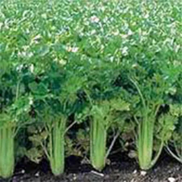 Celery Seeds, 50 Non-GMO Heirloom Utah Tall, Apium graveolens, Perfect for Home Gardening and Fresh Culinary Use