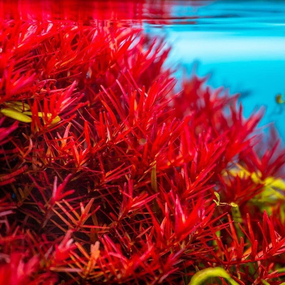 Live Aquatic Plant Bundle - Rotala Vietnam H'Ra - Easy Care, Vibrant Green and Red - Rotala sp. Vietnam