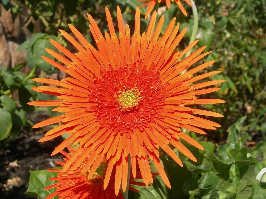 Orange Gerbera Spider Daisy Seeds - 50+ Pack - Gerbera jamesonii - Vibrant Garden Flowers - Attracts Pollinators - USA