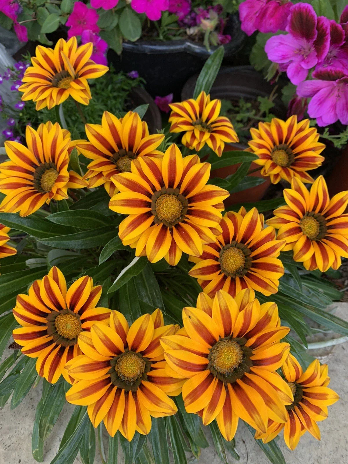 Gazania Rigens Plant in 3 Inch Pot - Yellow Red Flowers, Drought-Tolerant, Low Maintenance, Full Sun, Pollinator Friendly