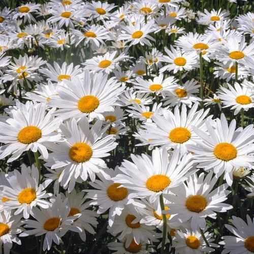 White Painted Daisy Seeds - 200+ Pack - Leucanthemum × superbum - USA Grown, Non-GMO