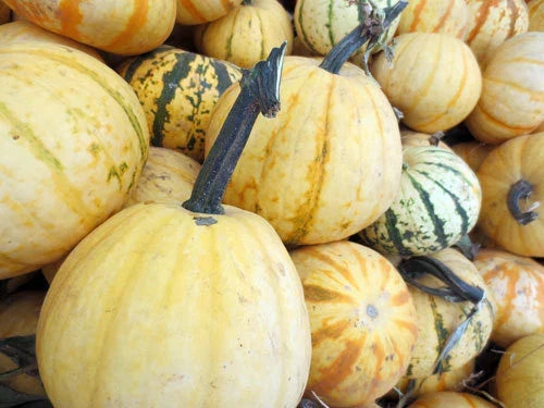 Millionaire Pumpkin Seeds - Pack of 10 - Fresh Cucurbita pepo - Ideal for Home Gardens and Fall Harvests