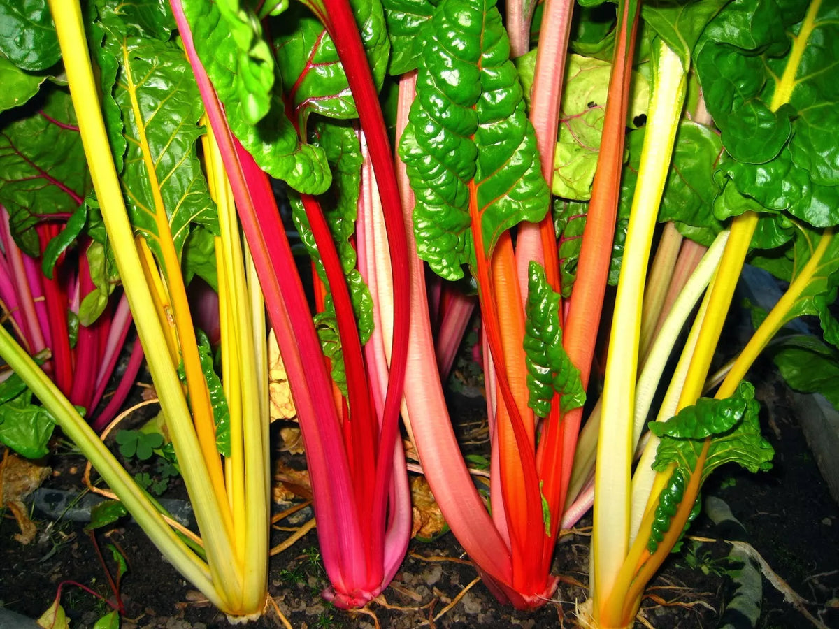Rainbow Swiss Chard Seeds, Bright Lights Variety, NON-GMO, Beta vulgaris subsp. cicla, Multiple Sizes Available