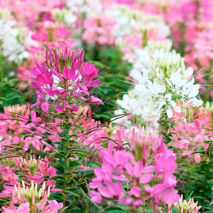 Firework Mix Spider Seeds 100 Pack Clome Spinosa Perennial Bee Friendly Non-GMO US Seller