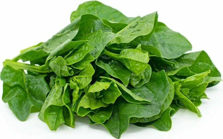 Green Malabar Spinach Seeds - 50+ Organic Seeds, Mong Toi Mu Er Cai, Ceylon Spinach, Basella rubra, Non-GMO, USA