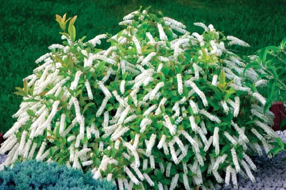 Fragrant Itea virginica 'Little Henry' Cuttings - 3 Hummingbird Plants - 6-8" Long - Compact Shrub for Gardens