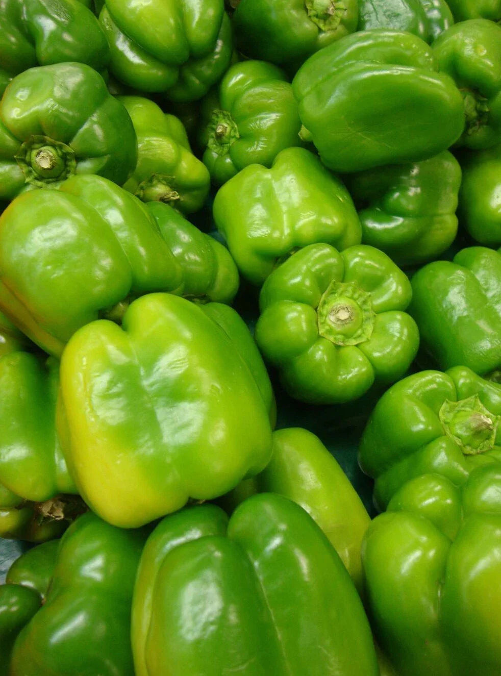 Yolo Wonder Pepper Seeds 50+ Non-GMO Sweet Bell Capsicum annuum - Perfect for Vegetable Gardens and Container Planting