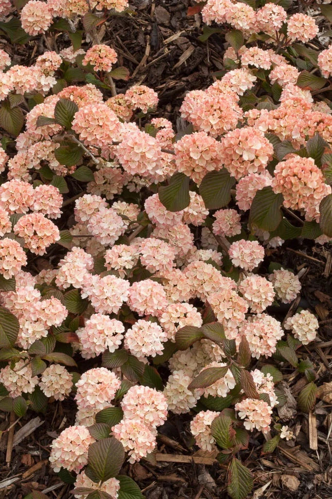 Mary Milton Viburnum Plant - Live Bare Root Shrub - Viburnum plicatum 'Mary Milton' - 8+ Inches - Colorful Flower Clusters