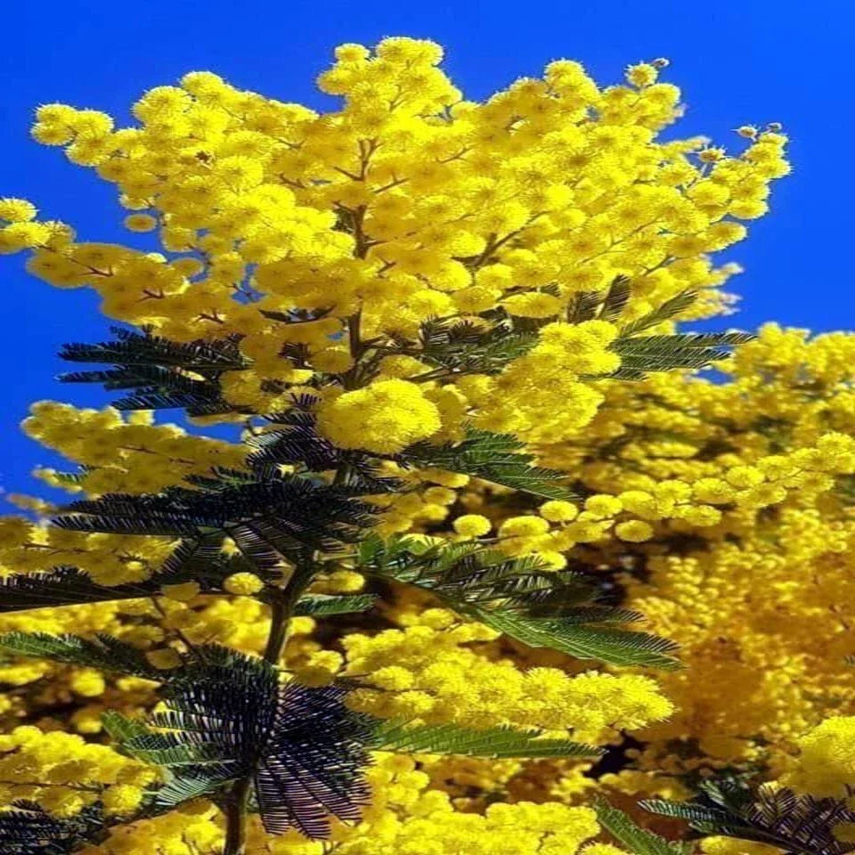 10 Sweet Acacia Tree Seeds - Fast Growing Wattle Flower - Acacia farnesiana - Yellow Blooming Ornamental Tree